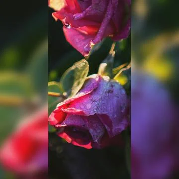 Rose of love Stock Photos