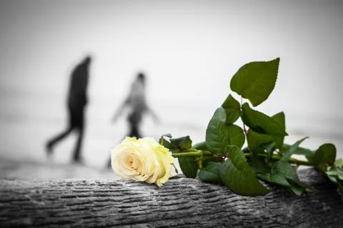 Rose lying on broken tree on the beach. A couple walking in the background. C Foto stock
