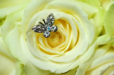 Rose macro with butterfly Stock Photos