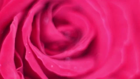 Rose macro with drops of water. Stock Footage 247329516