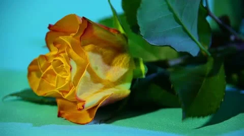 Rose macro. Vídeos de archivo 21266829