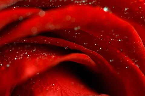 Rose. macro Stock Photos