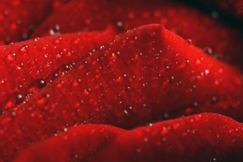 Rose. macro Stock Photos