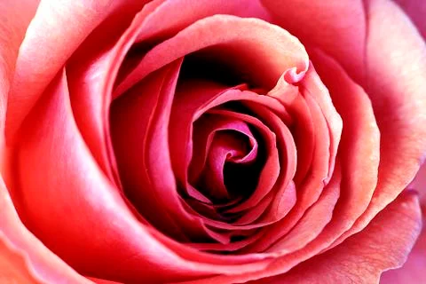 Rose macro Stock Photos