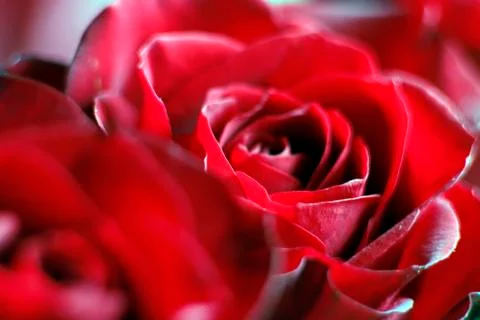 Rose macro Stock-Fotos