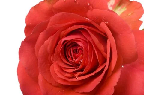 Rose macro Stock Photos