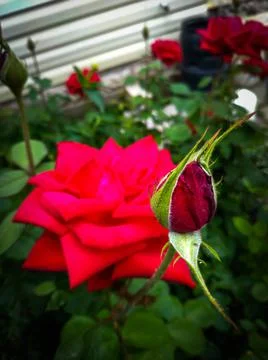 Rose in macro Foto stock