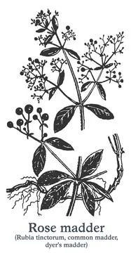 Rose madder. Vector hand drawn plant. Vintage medicinal plant sketch. Stock Illustration