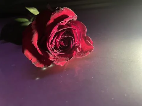 Rose Magic Flower 写真素材