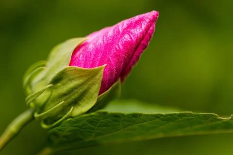 Rose Mallow Bud 스톡 사진