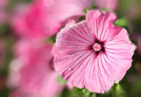 Rose mallow Stock Photos