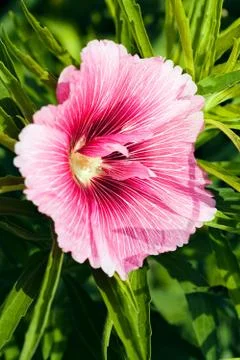 Rose mallow Stock Photos