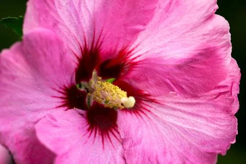 Rose mallow Stock Photos