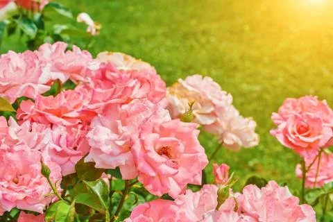 Rose mallows in the garden Stock Photos