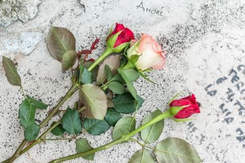 Rose on marble Stock Photos
