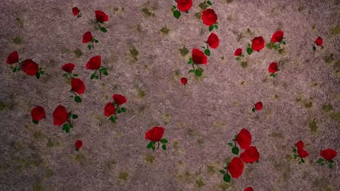 Rose meadow animation 4k 3d roses plants valentines day decoration grass nat Stock Footage 229455797