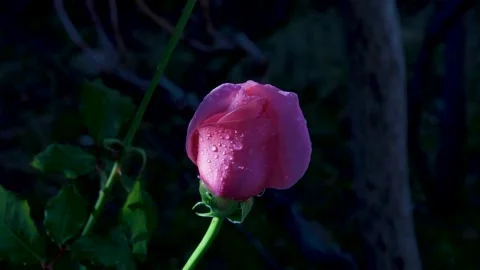 Rose in the morning Stock Footage 143562739