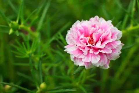 Rose mose Stock Photos