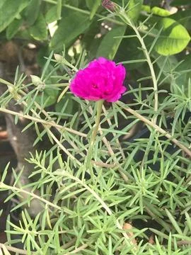 Rose Moss 写真素材