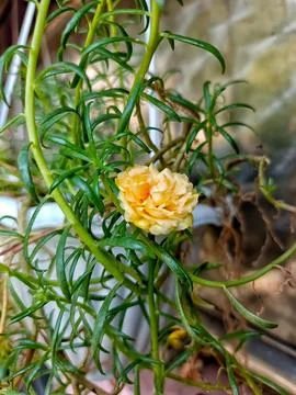 Rose moss Foto stock