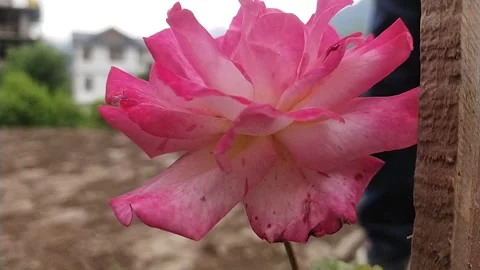 Rose mountain field Vidéo 240933769