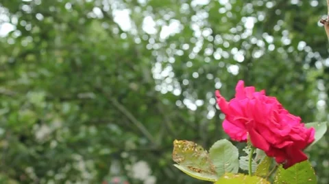 Rose moves in the wind Stock Footage 8523638