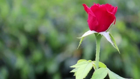 A Rose Moving in Wind Stock Footage 107255543