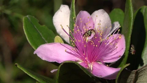 Rose Myrtle, Malaysia Stock Footage 129530616