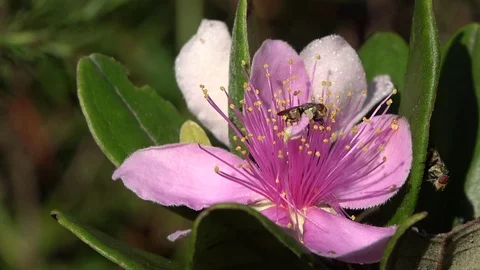 Rose Myrtle, Malaysia Stock Footage 129530618
