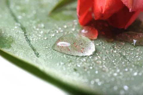 Rose in natural Stock Photos
