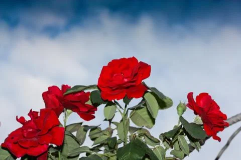 A rose on the nature Stock Photos