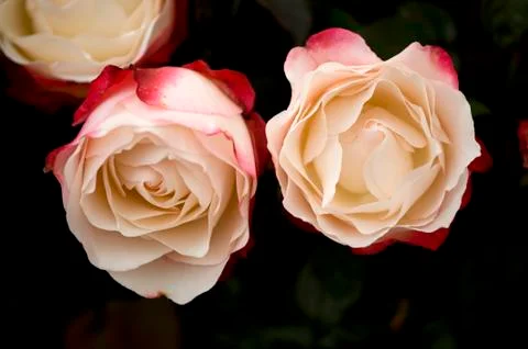 Rose nostalgia Stock Photos