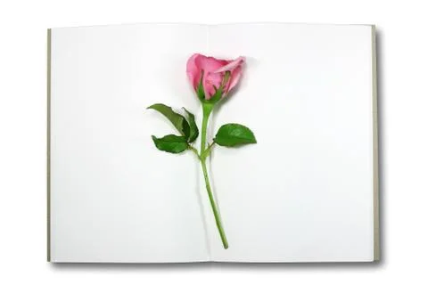 Rose on note book, isolate Stock Photos
