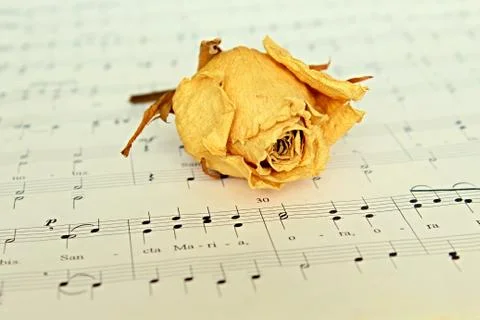 Rose on the note Stock Photos