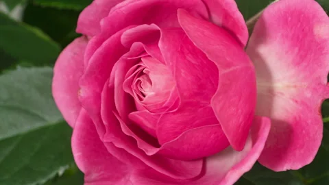 Rose opening timelapse Stock Footage 220550698