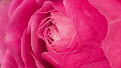 Rose opening timelapse Video stock 272482000