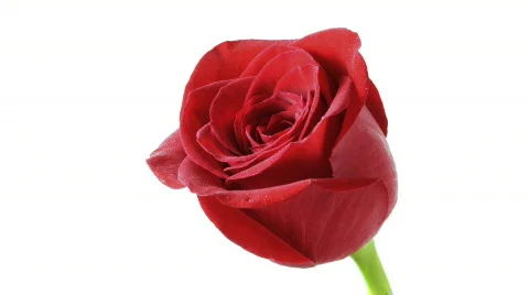 Rose opening on white Stock Footage 355900