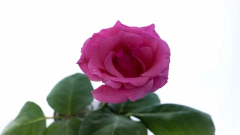 Rose opens beautifully on a white background time laps 4k Stock Footage 130279154