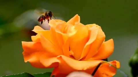 Rose orange bees hard working Stock Footage 93735853