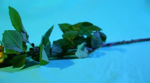 Rose orange. Vídeos de archivo 21266827