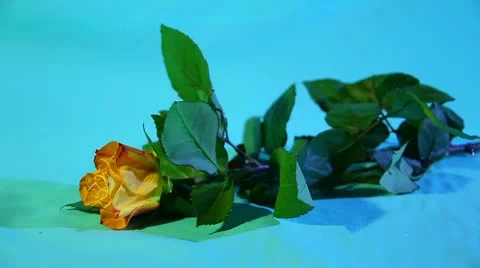 Rose orange. Vídeos de archivo 21266828