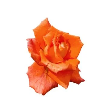 Rose orange one Stock Photos
