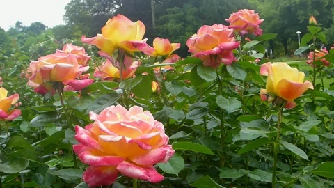 The rose Orient Express in summer Stock Footage 71448690