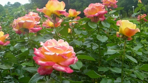 The rose Orient Express in summer Stock Footage 102261658