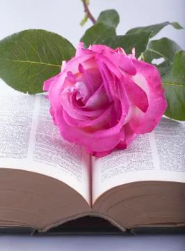 Rose over book Stock Photos