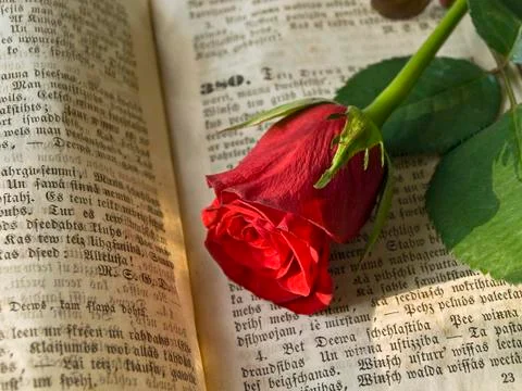 Rose over the Book Stock Photos