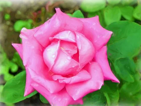 Rose Painting Stock Illustration