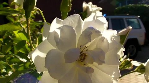 Rose pan down Stock Footage 488957