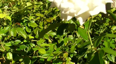 Rose pan up Stock Footage 488992