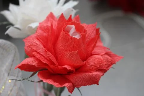 Rose paper Stock Photos